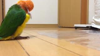 Adorable Parrot -Silly Walk