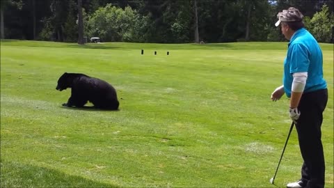 Black Bear Joins Golfers On Course For A Game Of 'Eat The Ball'