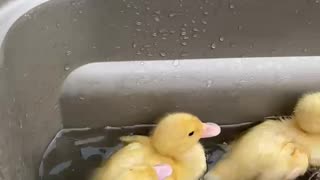 Laying egg Baby Ducks