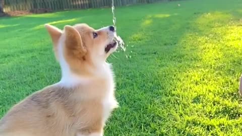 Corgi drink some water