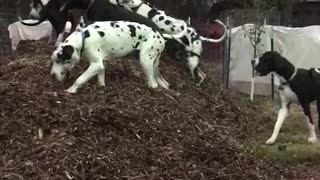 Great Danes Play King of the Hill