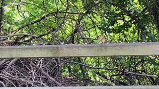 Theodore the chipmunk and Blue Jay