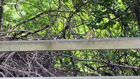 Theodore the chipmunk and Blue Jay