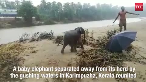 elephant training