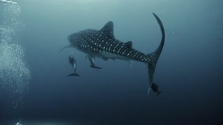 Whale Shark with Dolphin Duo