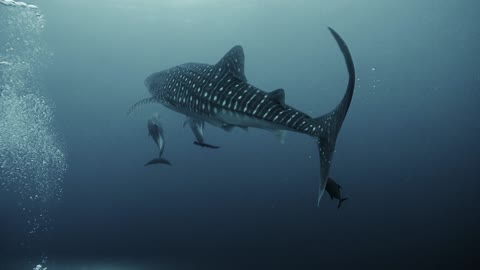 Whale Shark with Dolphin Duo