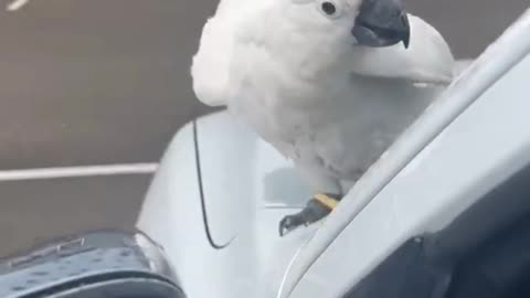 Australian Parrot