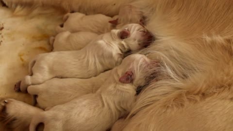 Beauiful moment ❤ Golden Retriever Puppies - first day
