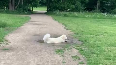 Doggy Plays in Puddle