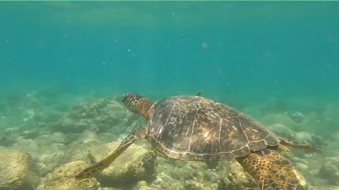 Sea turle Swimming