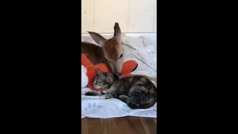 Whitetail deer fawn shares amazing friendship with rescue kitten