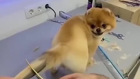 Cute dog