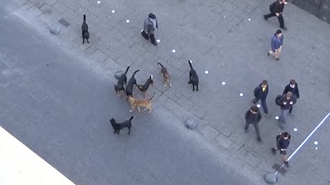 POLICE DOG ATTACKED BY PACK OF STRAY DOGS #4