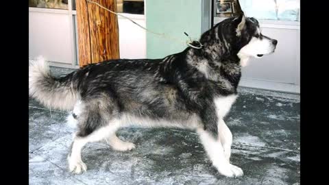Alusky dog –Siberian Husky & the Alaskan Malamute Mix