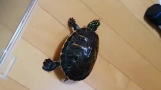 My turtle escaped!