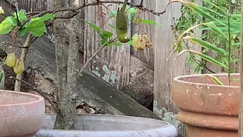 # Back Yard Birds Hawai’i Mejiro or Japanese White Eye