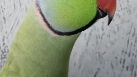 green perrot