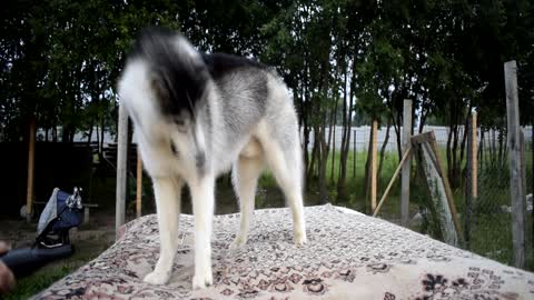 Playful Husky plays with a dryer for drying the wool