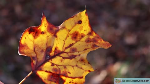 The Glory of God in the Changing Autumn Leaves - Growing in the Garden with God