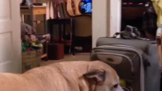 Big dog afraid tennis ball suitcase