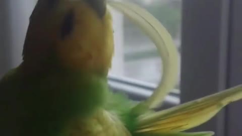 The love bird plays with its feathers and cleans it