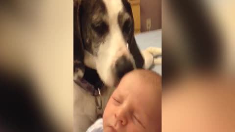 Dog Gives Baby A Tongue Bath