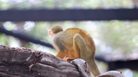 Squirrel Monkey eating on a tree branch, isolated