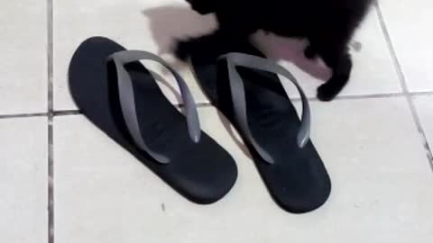 Kitten playing with slipper