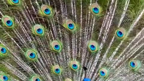 Dancing Male Peacock(Bird) … Nature Love