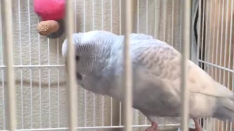 Larry the Parakeet’s Happy Dance