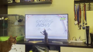 Kitten Catches Hockey Players