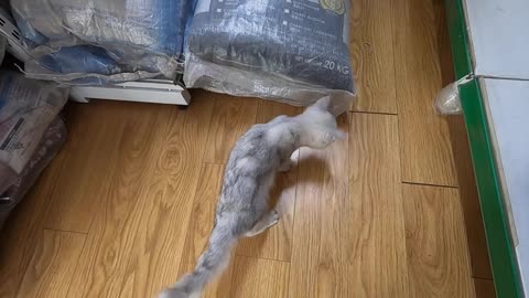 Kitten plays with Bag sheet