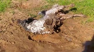 Black dog rolling around in grass and mud