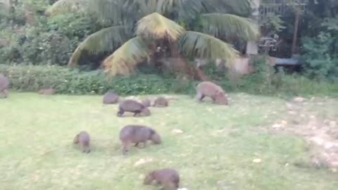 CAPYBARA ATTACK!!!!!!!! HILARIOUS