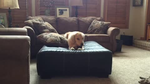 Golden Retriever participates in ottoman olympics