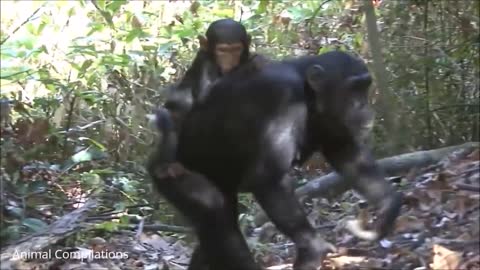 Cuddly Baby Chimpanzees - Cutest Compilation
