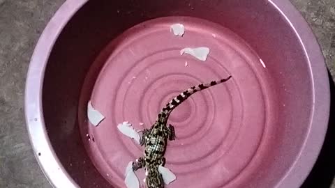 Feed crocodile baby in cup
