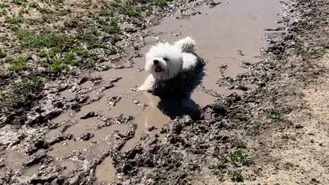 Happy Pooch Cools Off in Mud Puddle