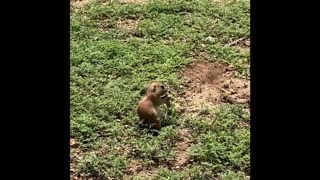 Prairie dogs.