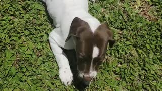 Cute GSP puppy chews rock instead of toys