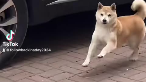 Funny happy dog