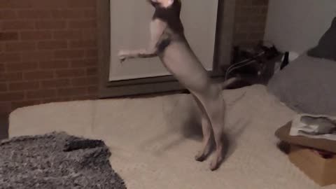 Sphynx cat jumps and plays catch in slow motion
