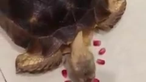 Baby turtle loves to eat red pomegranate seeds.