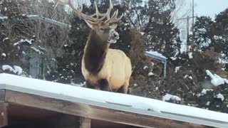 Elk Eating On Roof