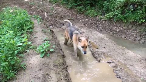 Funny Dogs playing in water Compilation