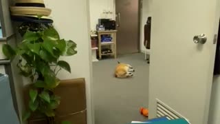 Corgi Caught Goofing