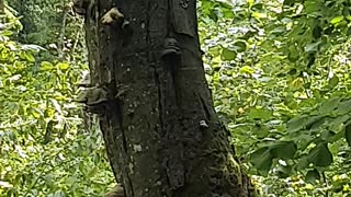 A tree full of giant mushrooms