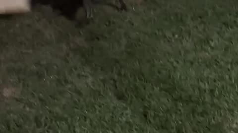 Dog Takes Off With Box of Beer