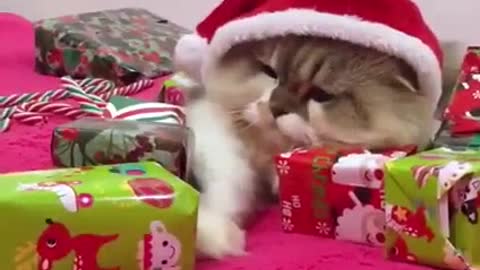 Thats My Present .....