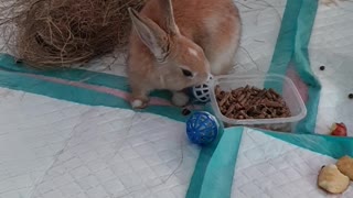 Baby Dwarf Rabbit